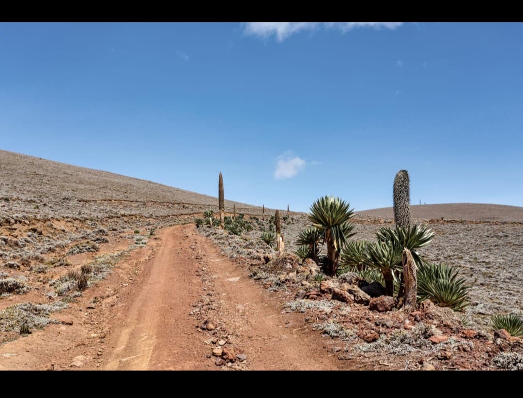 Ethio Origins tour gallery image 2