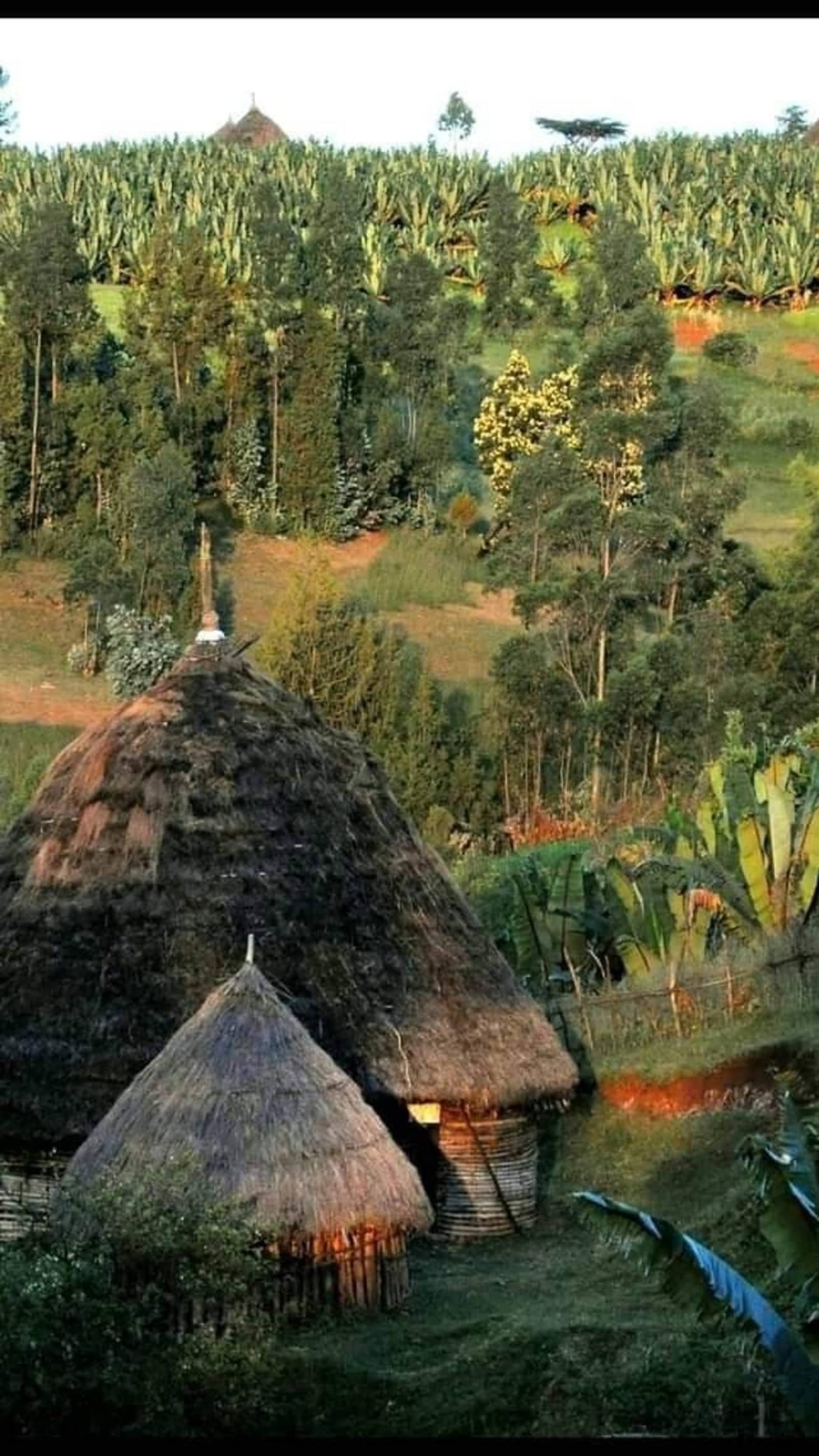 A local guide and travelers walking an Ethiopian highland ridge at golden hour