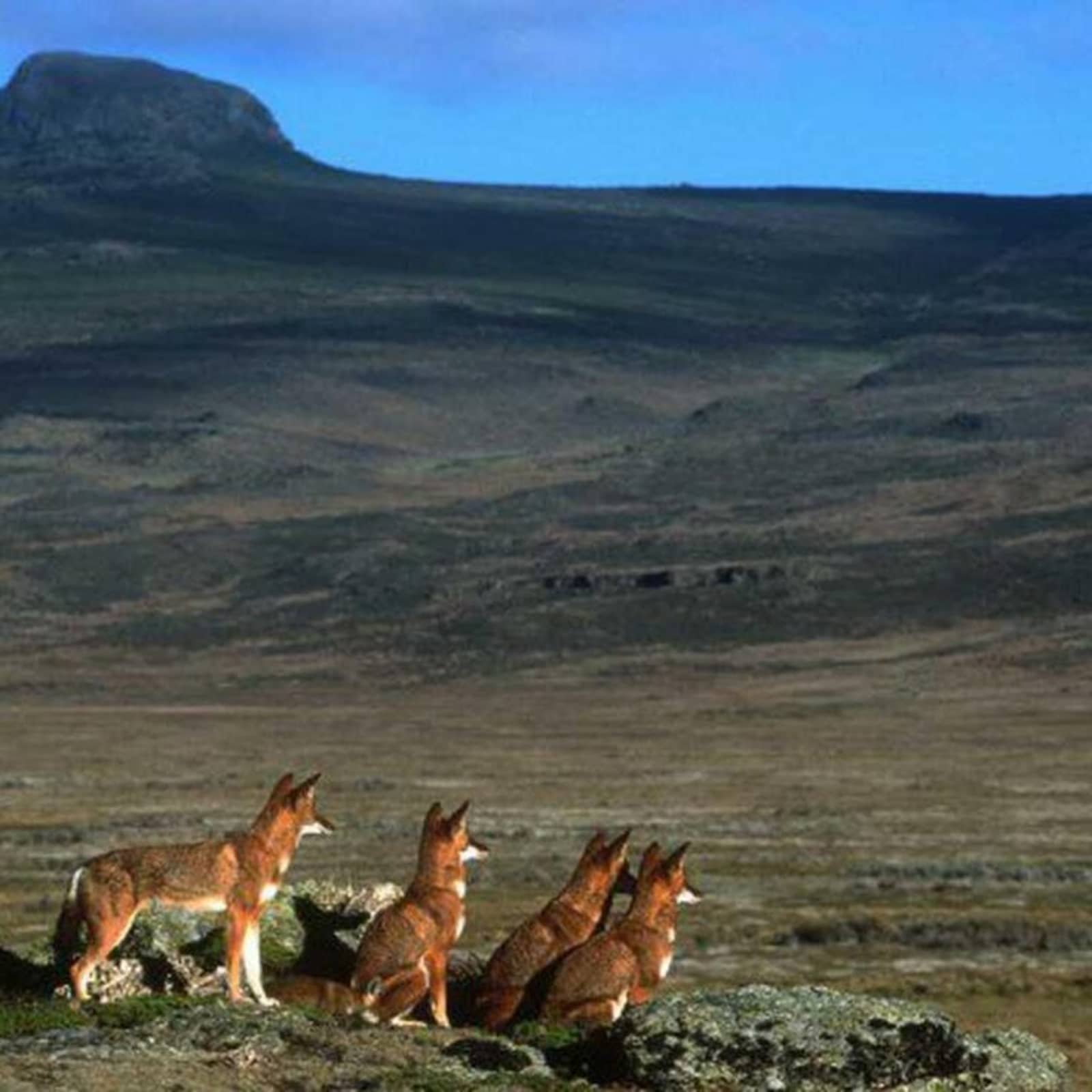 Bale Mountains highland nature and wildlife landscape