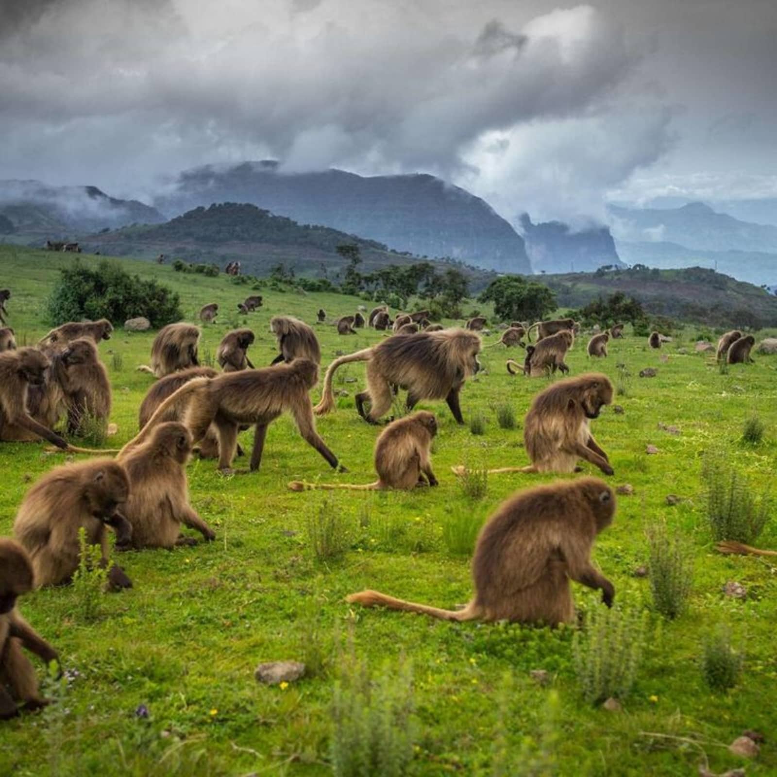 Fourteen-day Northern Ethiopia historic route through Axum Gondar Simien Mountains and Lalibela