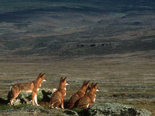 Bale Mountains highland nature and wildlife landscape