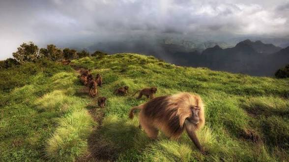 7 Days - Trekking & Hiking in the Simien Mountains 
